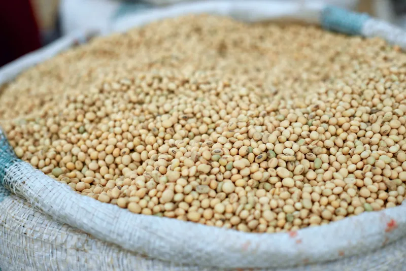 Plant protein powder alongside peas, rice, and legumes on a table