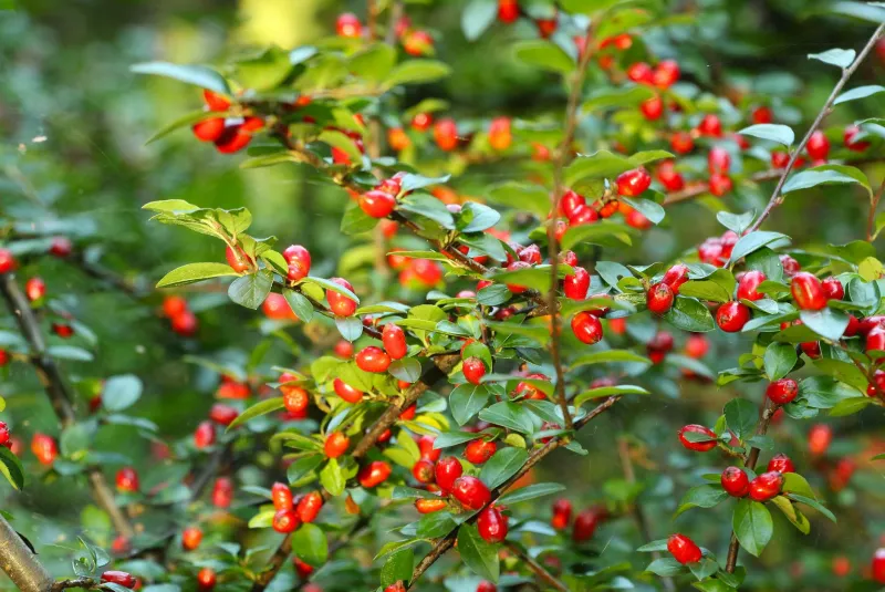 How Berberine Reshapes the Gut Microbiome: New Findings
