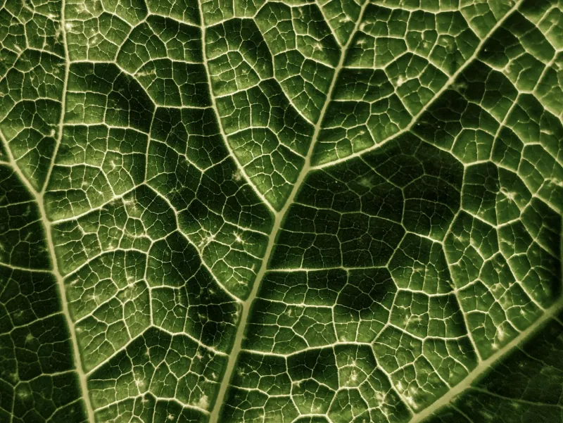Green leafy vegetables — natural source of chlorophyll