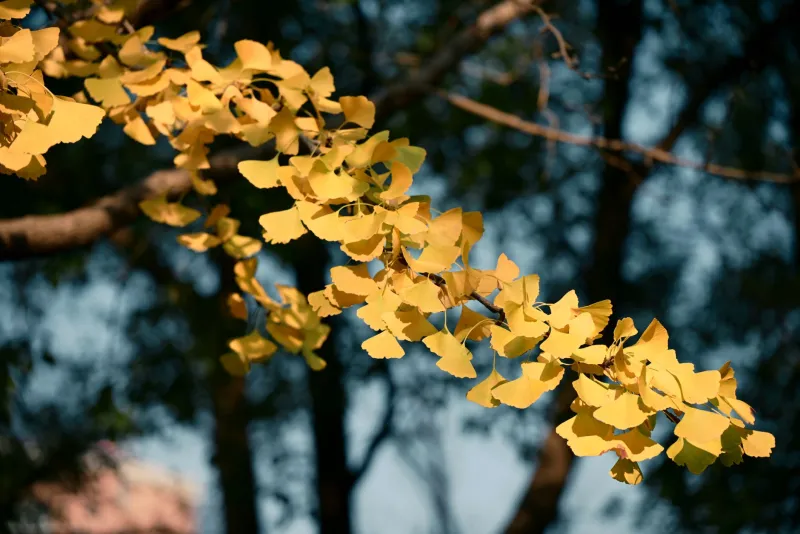 Ginkgo biloba leaves and capsules on a natural background