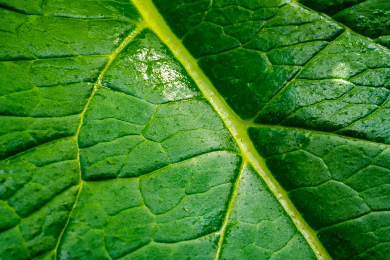 Green leafy vegetables and chlorophyll supplement drops
