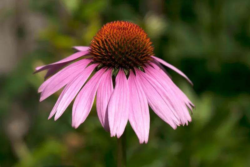 Echinacea plant and immune support supplements on a wooden table