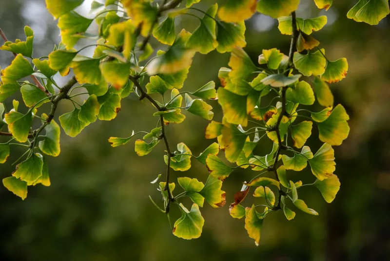 Ginkgo biloba green leaves and supplement capsules