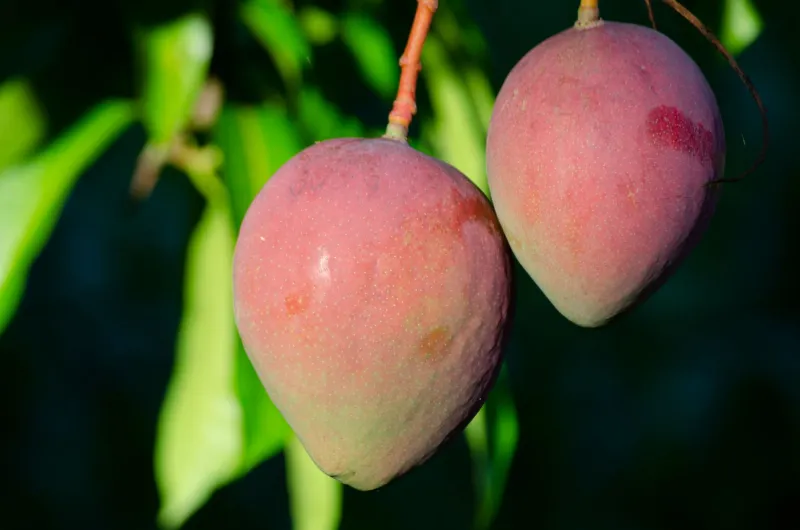 Mango Del Sol Nocco: Complete Guide 2026