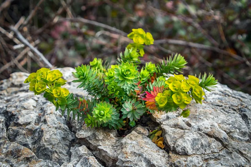Tribulus Terrestris: Traditional Herb, Testosterone and the Science