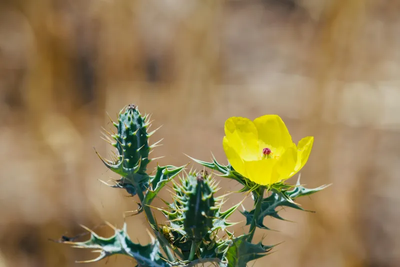 Tribulus terrestris supplement for beginners