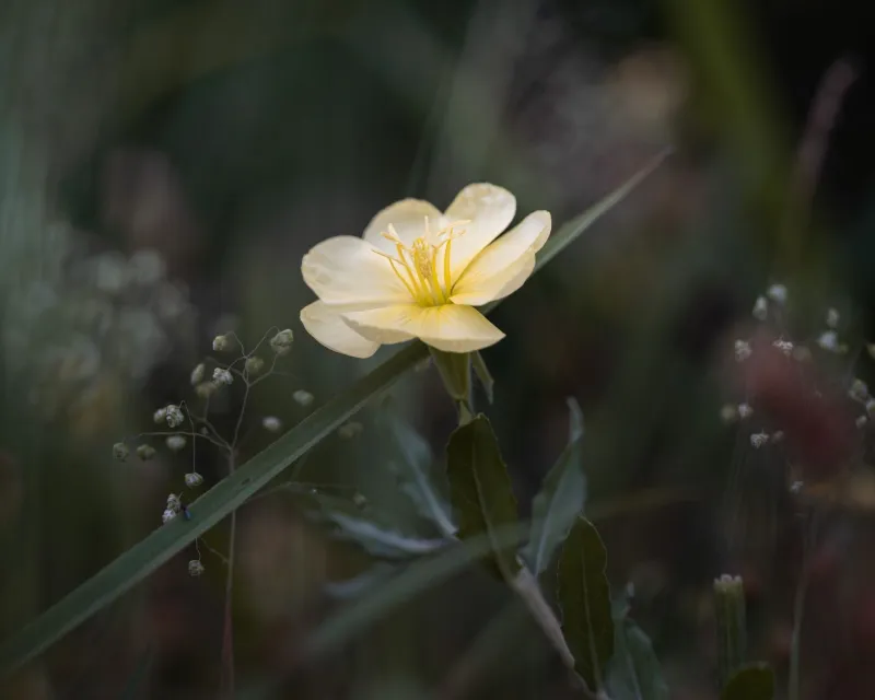 Primula biennis lill ja õhtukurgõli kapslid looduslikul taustal