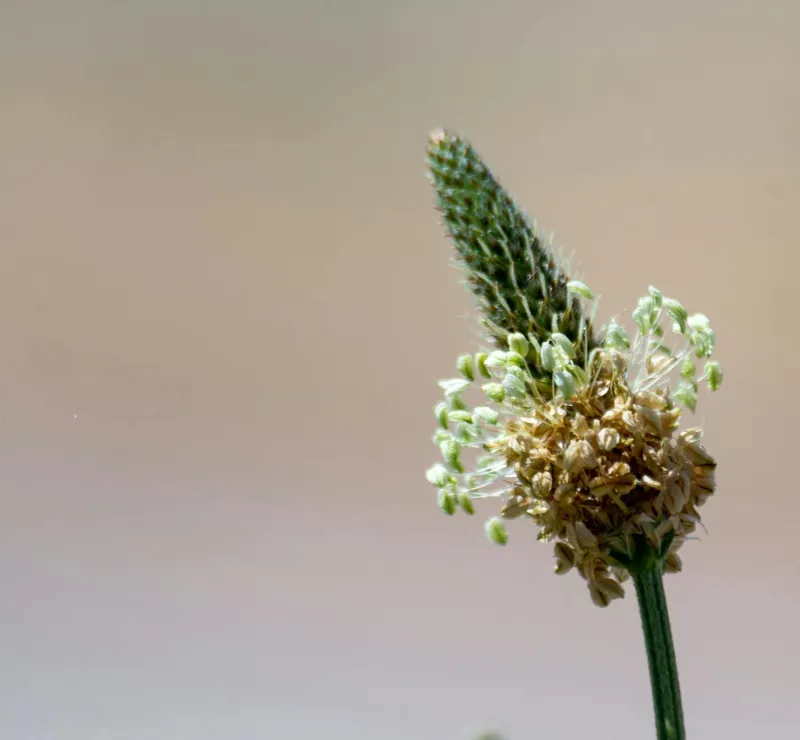 Psüllium kesta pulber ja kapslid