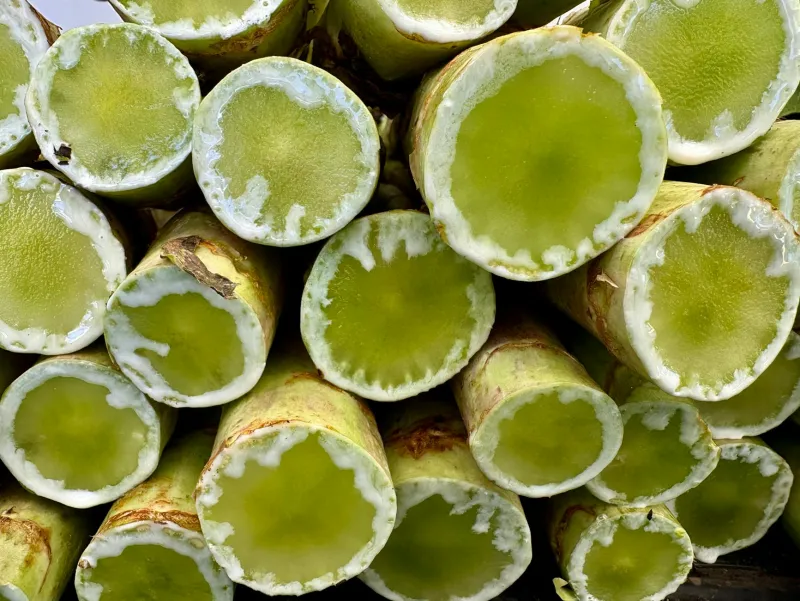 Chicory and artichoke, rich natural sources of inulin