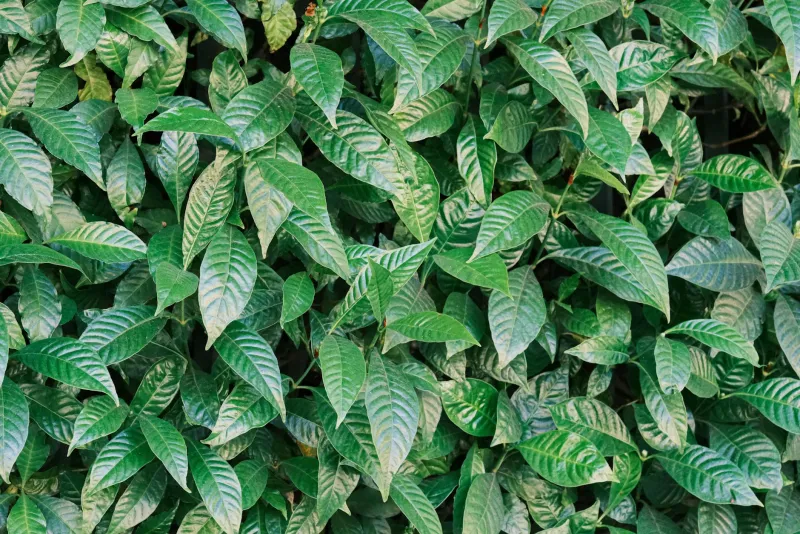 Green tea and supplements — L-theanine myths vs facts