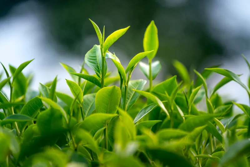 Cup of green tea with L-theanine supplement for relaxation