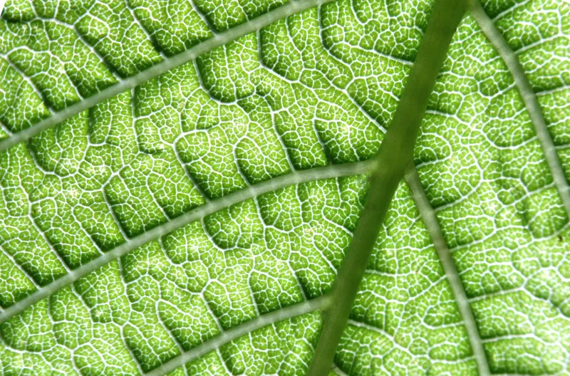 Green vegetables and chlorophyll-rich foods on a table