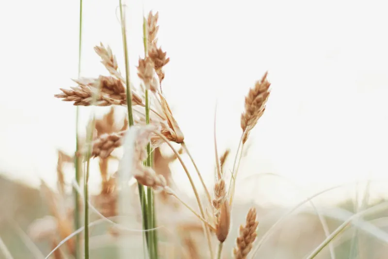 Psyllium husk and digestive health supplements