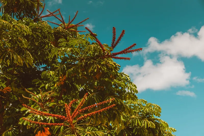 Guarana seeds and capsules with tropical green background