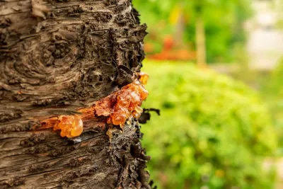 Boswellia Serrata for Joints: Science-Backed Guide to the Ayurvedic Herb
