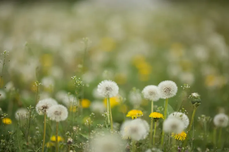 Dandelion root capsules beside fresh dandelion flowers