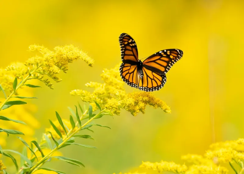 Goldenrod (Solidago): The Herbal Urinary Tract Support Backed by Tradition
