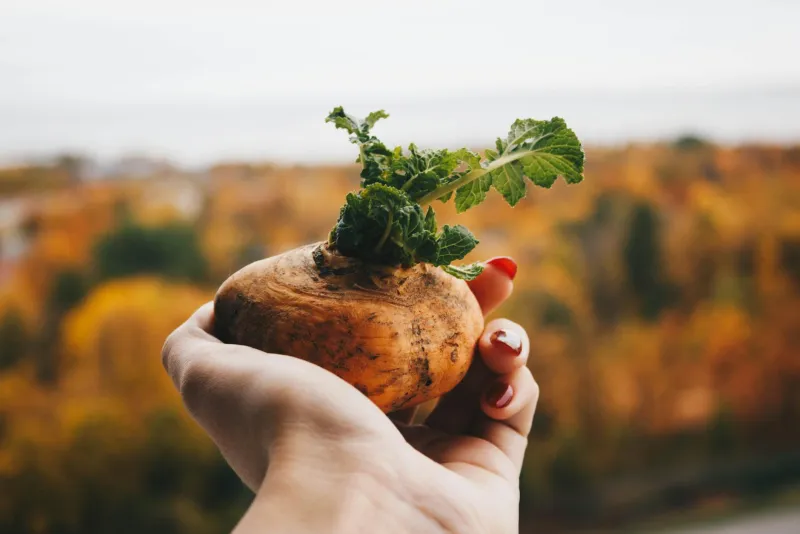 Inulin powder prebiotic fibre for gut health