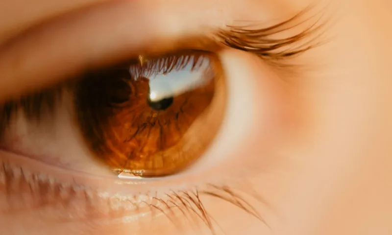 Green leafy vegetables and lutein supplements supporting eye and brain health