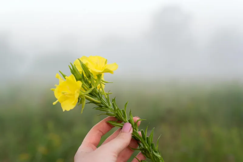 Evening primrose oil capsules next to natural supplements