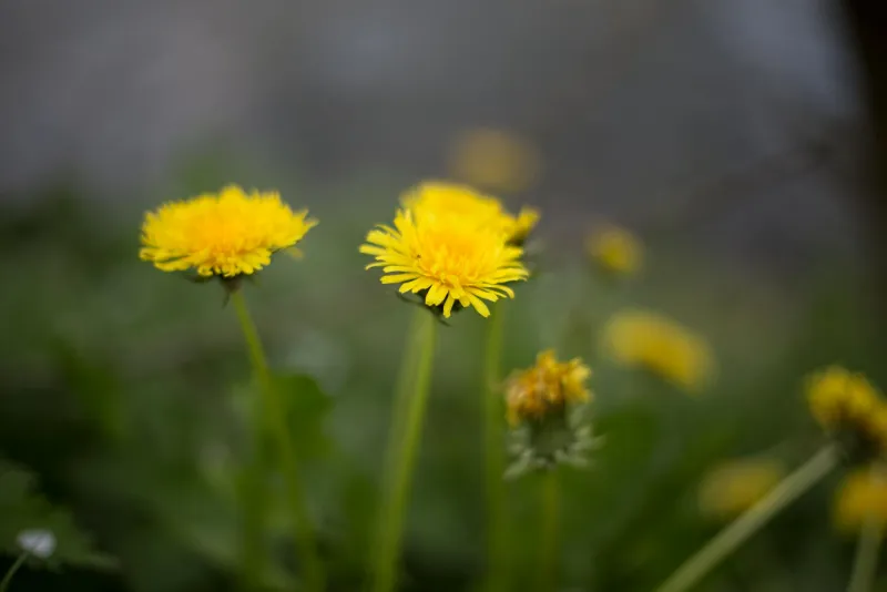 Dandelion root plant in nature with green background