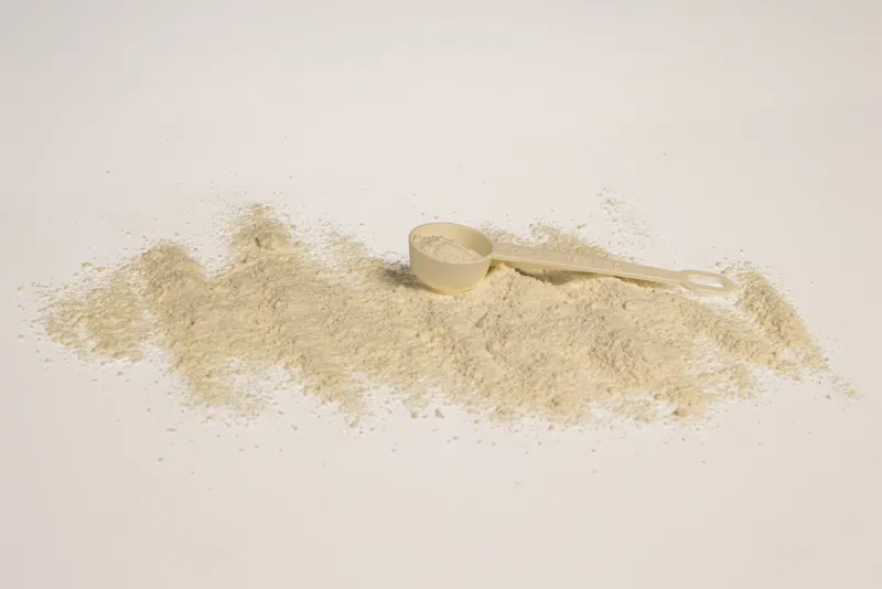 Whey protein isolate powder in a measuring scoop